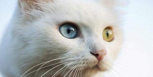 Dikkat kedi beslemek şizofren yapabilir