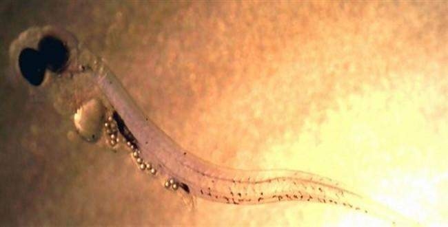 Balıkların fast foodu: Plastik