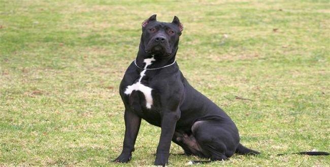 Bu köpekler çok tehlikeli