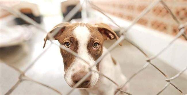 Hayvana bakan kendine bakmayı da öğreniyor