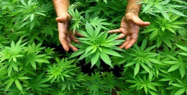 Kenevir hakkında bilmedikleriniz var!