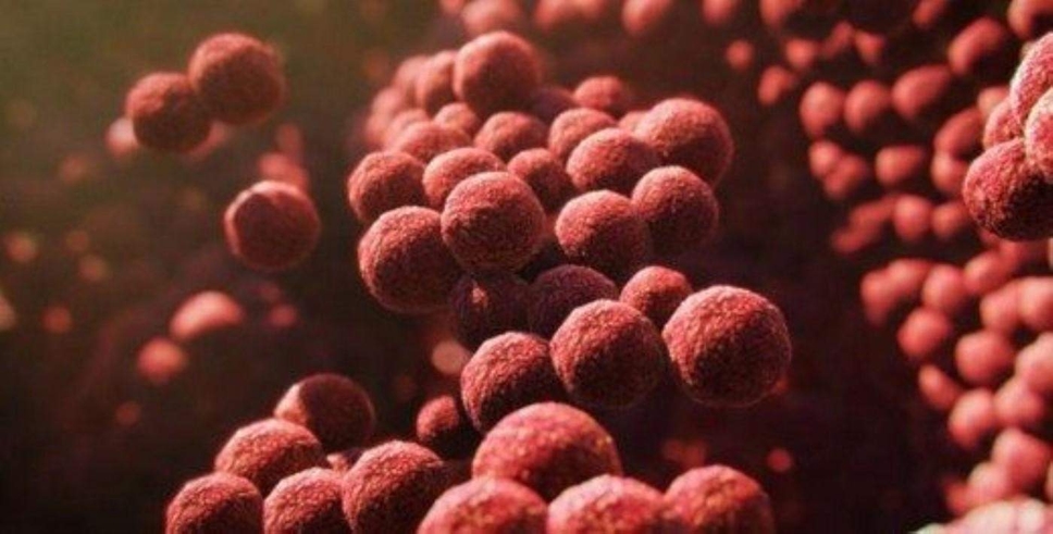 Sepsis (Kan zehirlenmesi) nedir