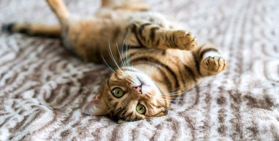 Kedi sahibi ol mutlu ol!