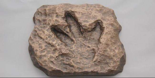 Bin yıllık dinozor ayak izi bulundu