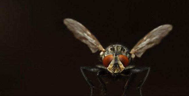 Bilim insanları sineğin aklını okudu