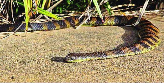 Avustralya’da yılan paniği