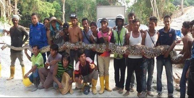 Dünyanın en uzun yılanı yakalandı
