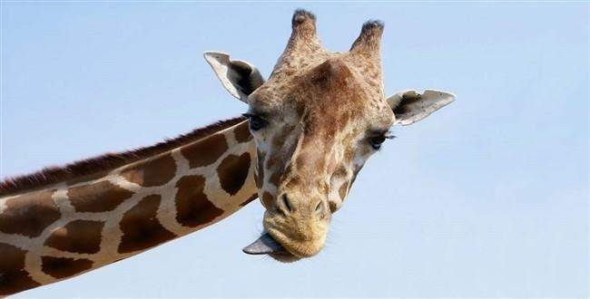 Zürafanın boynu neden uzun? Beslenmek için değil!