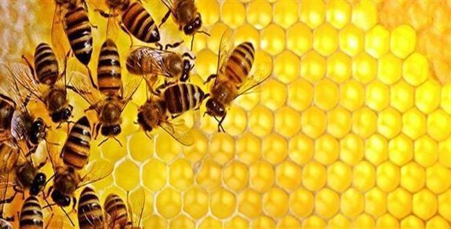 Zika nedeniyle milyonlarca bal arısı öldürüldü