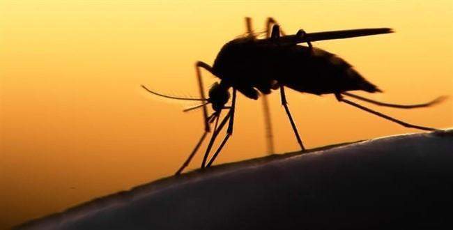 Zika virüsü büyük ihtimalle Asya'ya da yayılacak