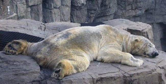 'Dünyanın en mutsuz kutup ayısı' şimdilik yuvasına döndü