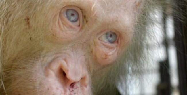 'İlk kez karşılaşılan' albino orangutan korumaya alındı