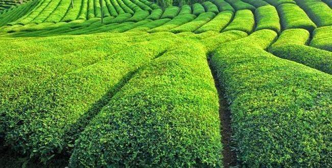 Çay bitkisinin genetik sırları ortaya çıkarıldı