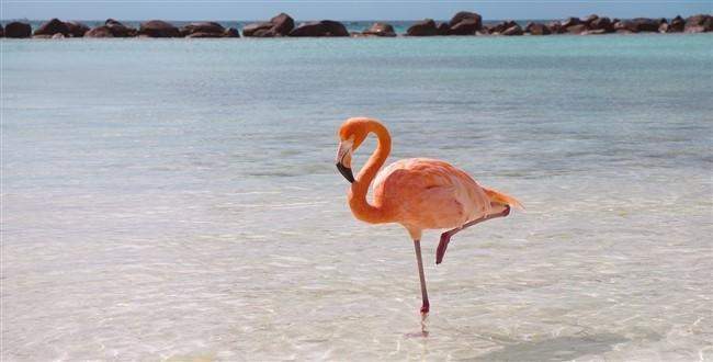 Flamingoların tek ayak üstünde durmasının sırrı ne?