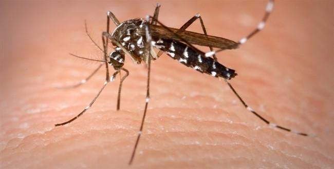 Sivrisinek davranışlarını yönlendirmek için ışık kullanıldı