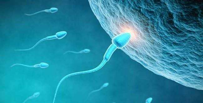 Sperm sayısının azalması insanlık için tehlike