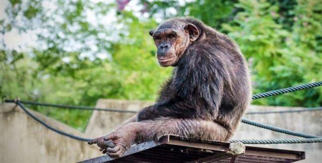 Yaşlı şempanzeler de Alzheimer’a yakalanıyor olabilir