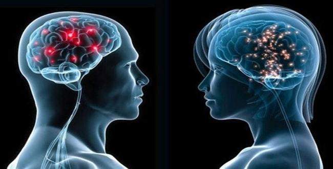 Kadın beyni erkek beyninden farklı mı?