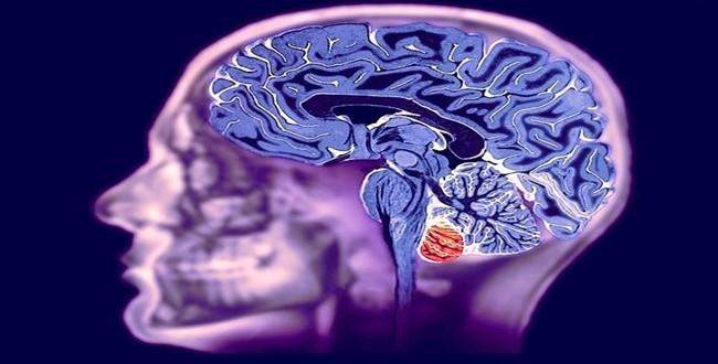 Beyindeki elektrik bağlantılarının haritası var!