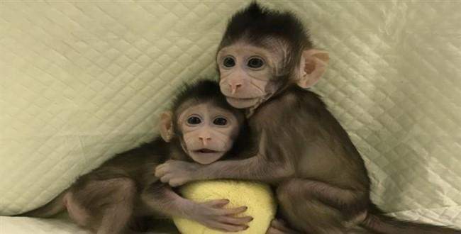 İlk kez iki maymun klonlandı