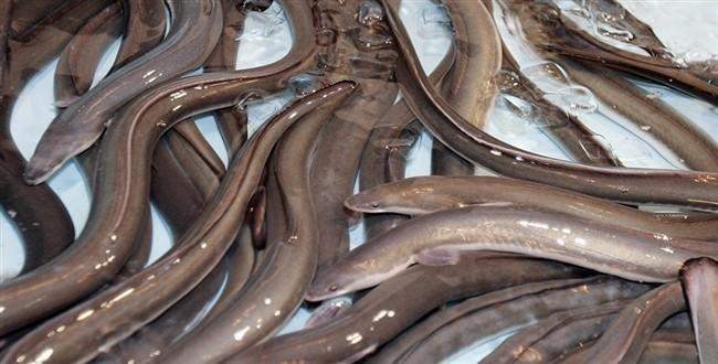 Kilosu 1000 euroya yılan balığı yemeği