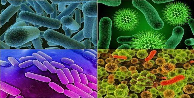 Hücrelerimizin 10 katı bakteri taşıyoruz