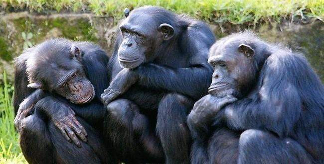 Şempanzeler hakkında bilmediğiniz gerçekler