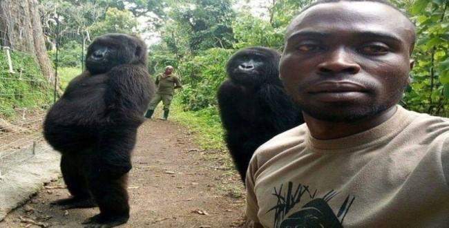 Korumalarıyla selfie çektiren goriller