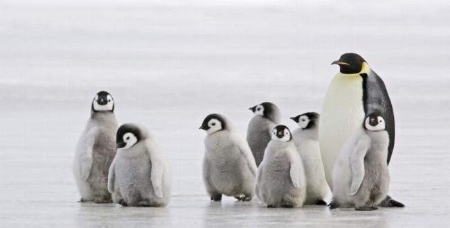 Binlerce yavru penguen boğuldu