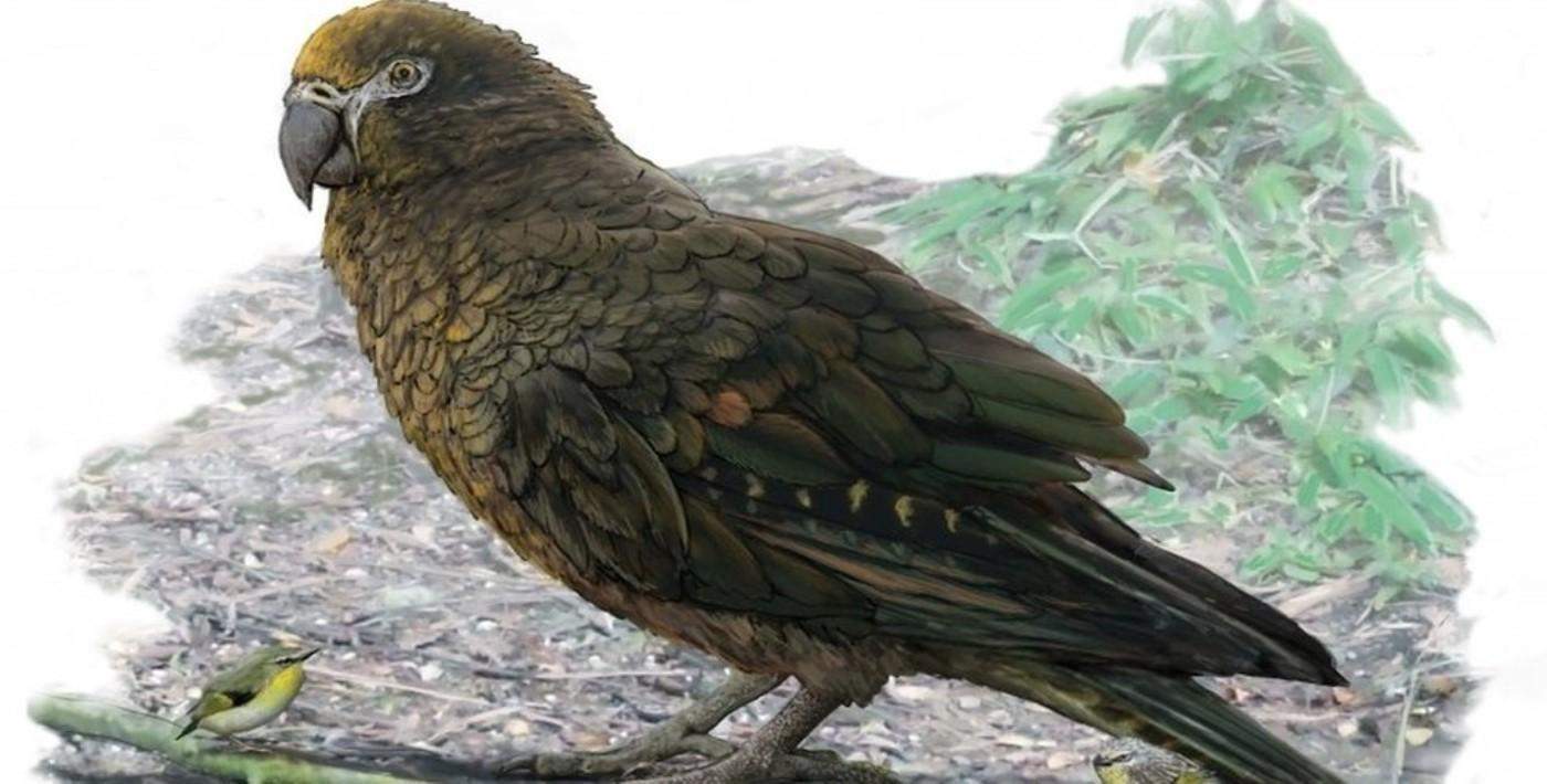19 milyon yıl önce yaşayan papağan fosili