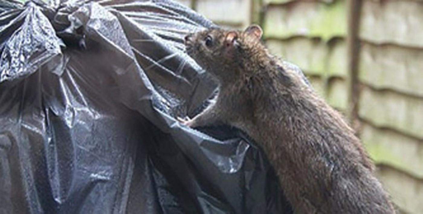 Hollanda fare ve sıçan saldırısıyla karşı karşıya