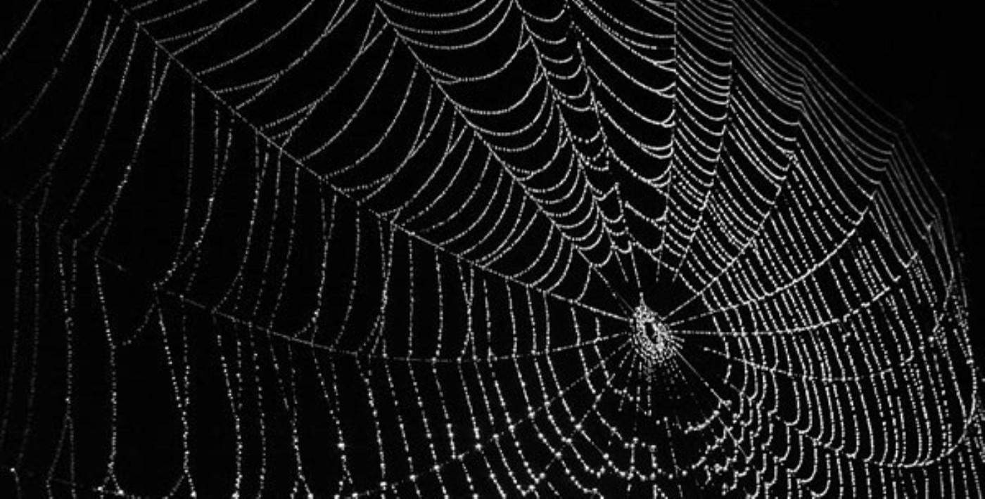 Örümcek ağları nasıl ilham kaynağı olur