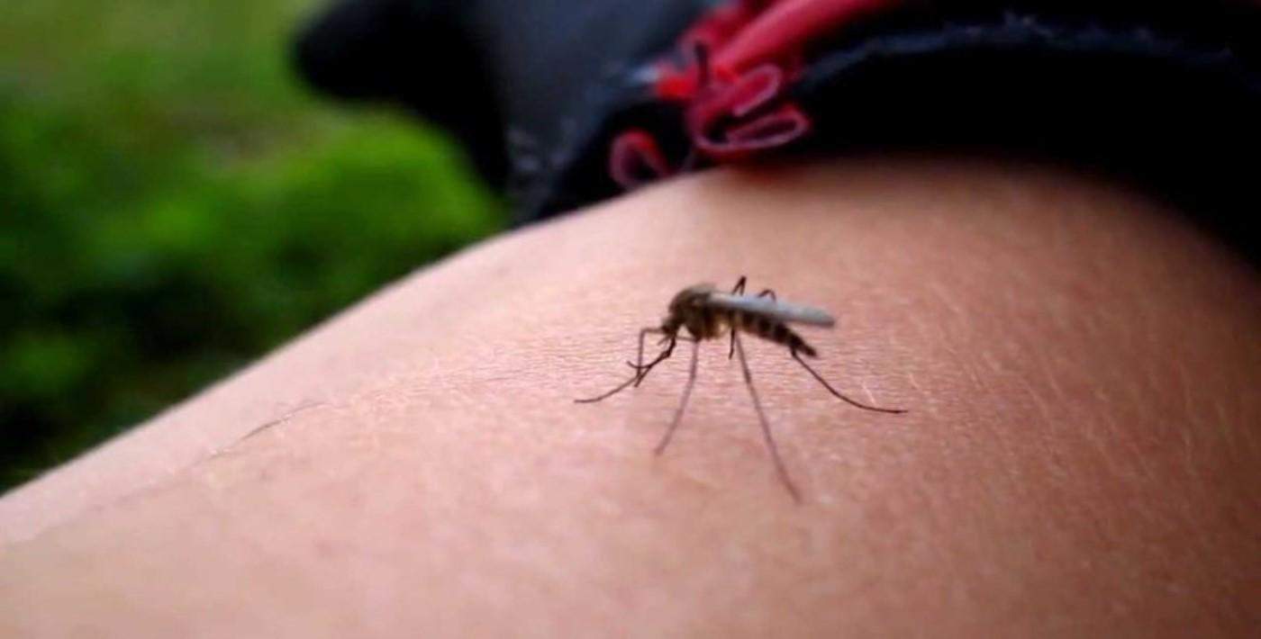 Sivrisinekler neden bazılarını daha fazla ısırır?