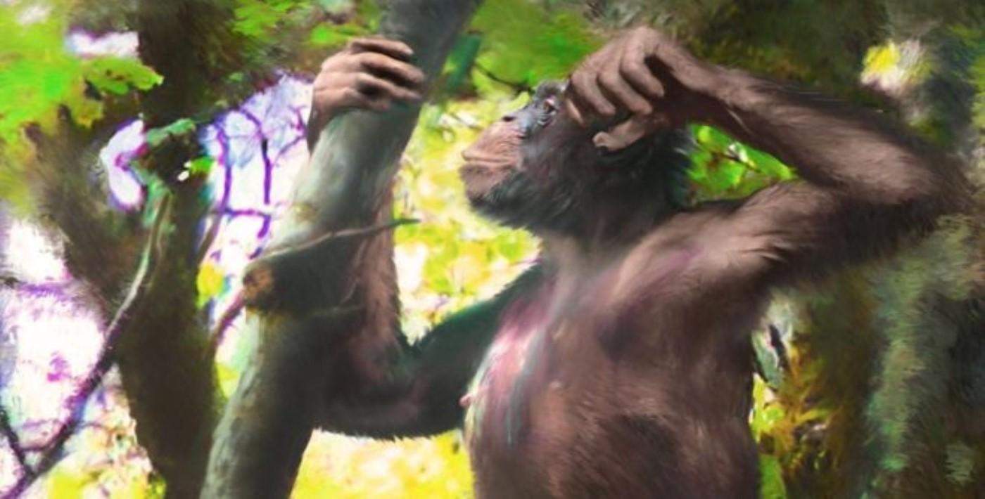 En eski büyük insansı maymunun fosilleri 