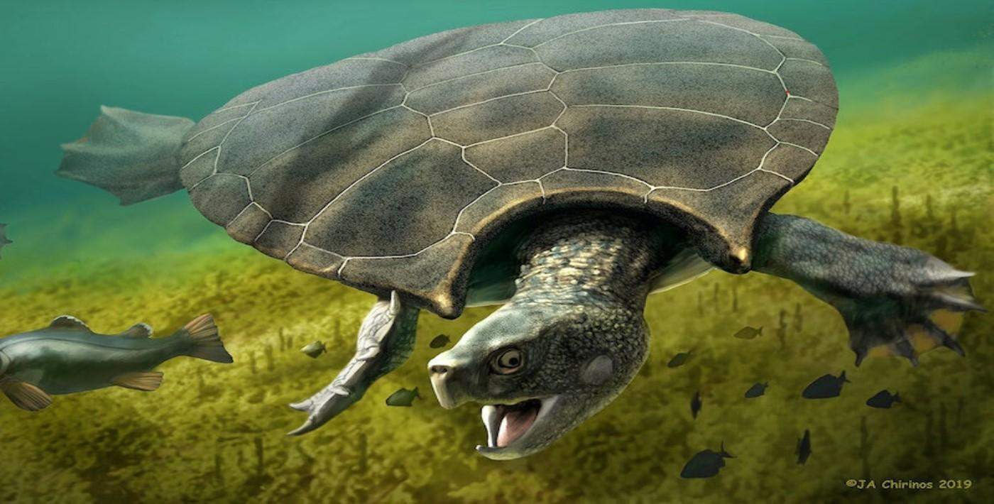 Araba büyüklüğünde kaplumbağa fosili bulundu