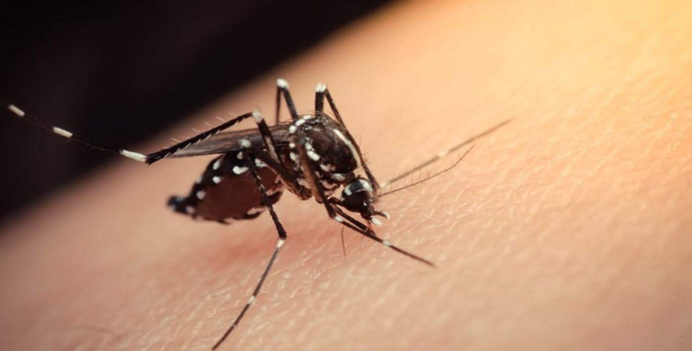 750 milyon sivrisinek Florida'da doğaya salınacak