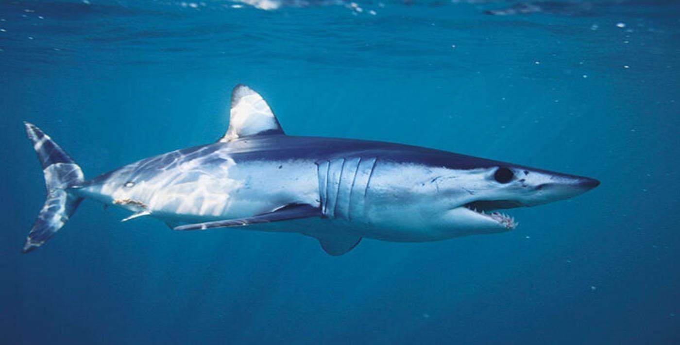 Hamile bir kadın eşini köpekbalığı saldırısından kurtardı