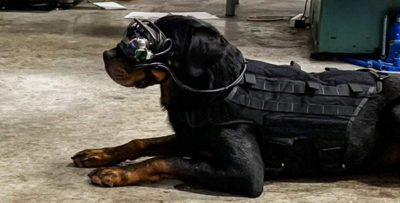 ABD ordusu köpeklerde artırılmış gerçeklik teknolojisini deniyor