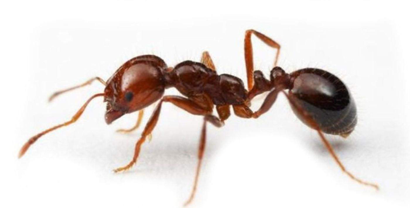 Karıncalar da sosyal mesafeyi koruyor