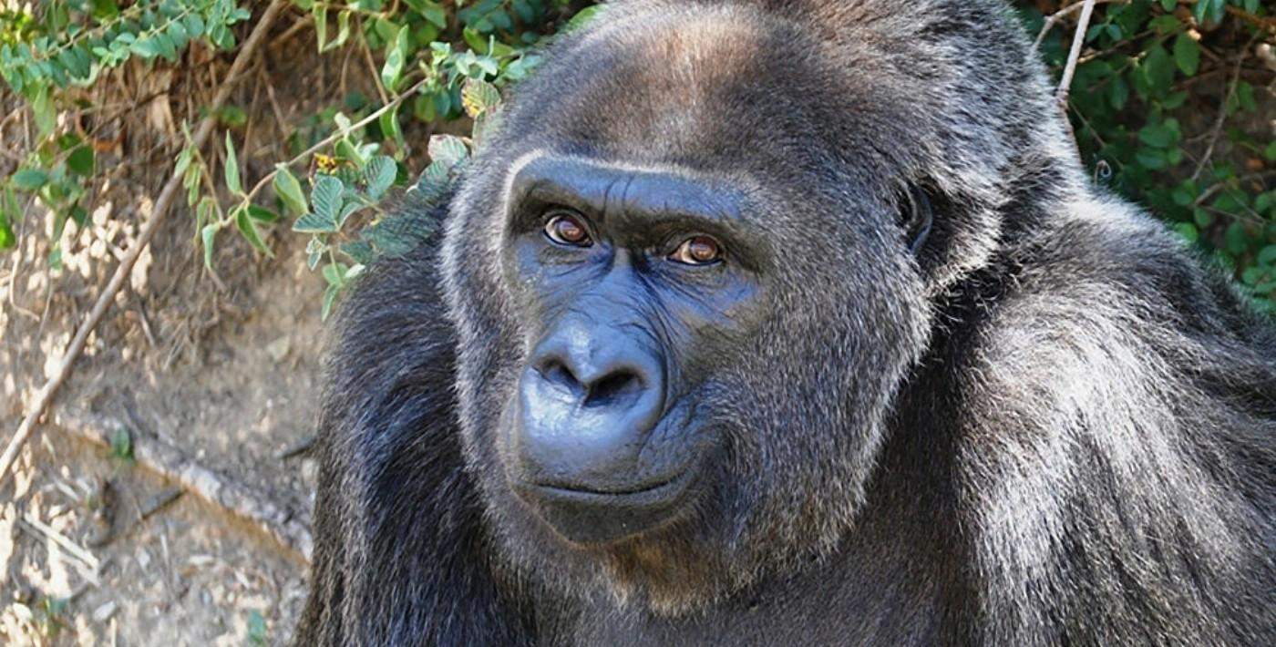 Koronavirüs ilk kez gorillerde de tespit edildi