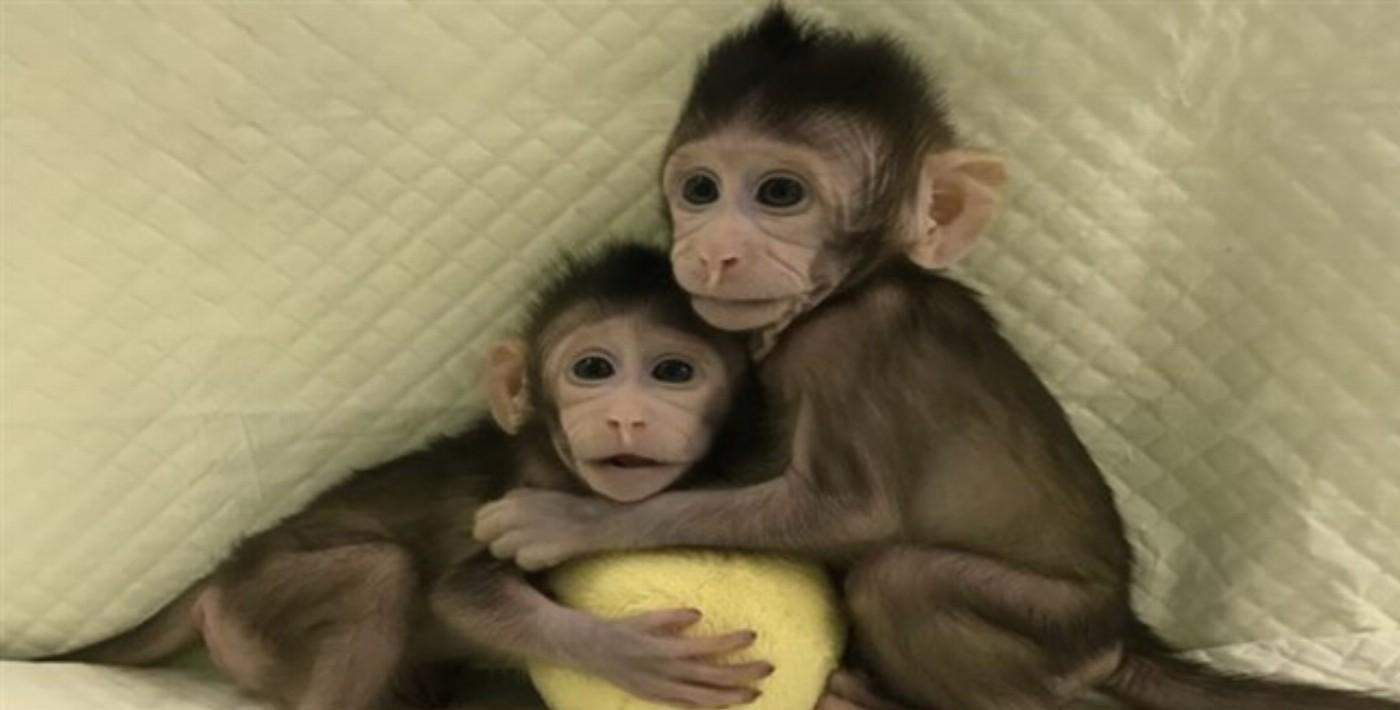 Maymun genleri hacklendi