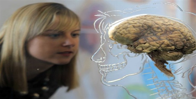 Beyin Hücrelerine 3D Baskı Yapıldı