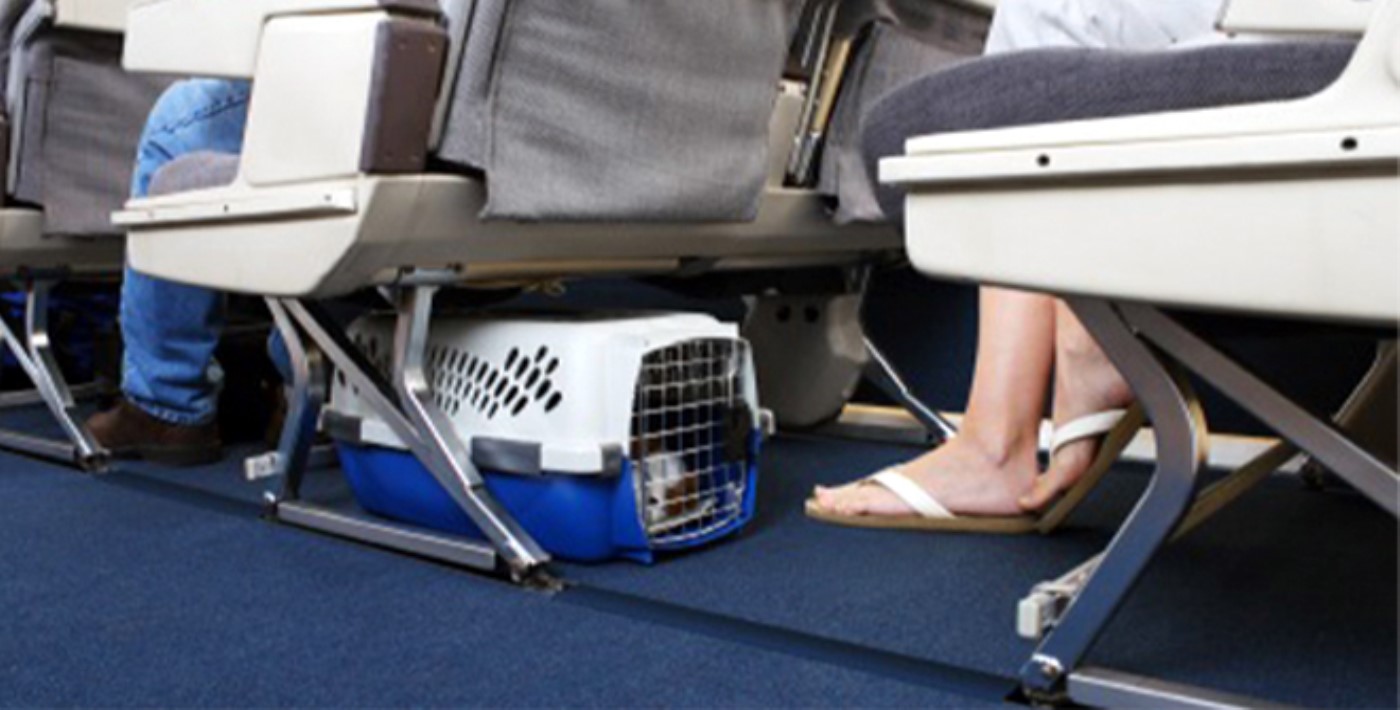 Uçak yolcusu hayvanlar