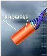 Telomer  ve Stres 2