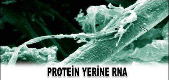 PROTEİN YERİNE RNA