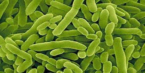 İnsanda 10.000'i aşkın bakteri türü