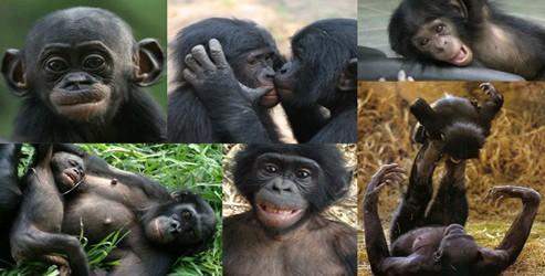 Bonobo'nun da kalıtımı çözüldü