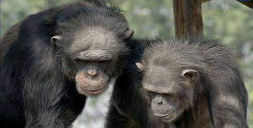 Şempanze ve Bonobo maymunlarda adalet anlayışı yok