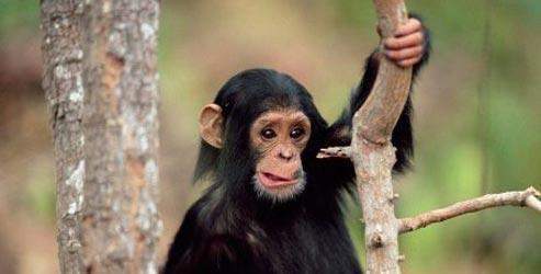 İnsanlar şempanzelere hastalık bulaştırdı