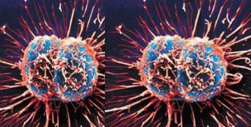 Kanser hücreleri nasıl çoğalıyor?